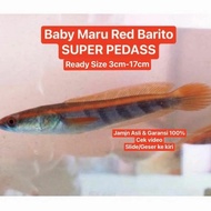 ASLI!! IKAN CHANA CHANNA MARU RED BARITO KALIMANTAN TENGAH ASLI 100%