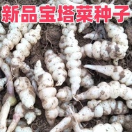 Screw Vegetable Seeds Global Vegetable Pagoda Vegetable Seeds Ground Beef Seasonal New Seeds Nutriti