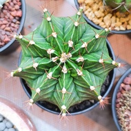 LB hybrid 7.5cm (Big size)