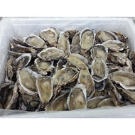 Frozen Half Shell Oyster XL [1dozen]