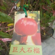 【售】巨大石榴-中型實生苗/請先來電詢價