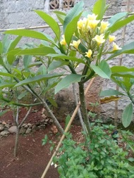 kamboja bali - tanaman hias kamboja bali - kamboja bali bunga kuning - tanaman hias kamboja