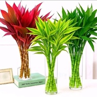 MERAH HIJAU (PACKAGE OF 3 LUCKY BAMBOO) Package of 3 lucky bamboo plants, water media - lucky plants