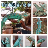 Blue Iguana juve