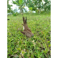 DOVE NET, KUTUT BIRD NET, KUTUT BIRD NET, LARGE BIRD NET, 2 IN BIRD NET, DOVE NET, BIRD NET, DOVE NE