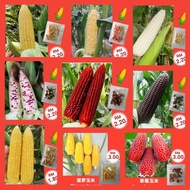 Biji Benih Jagung Manis / Sweet Corn / 玉米种子 / 玉蜀黍种子/ 甜玉米 / 玉蜀黍