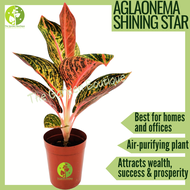 [LOCAL SELLER - Live Plant] Aglaonema Shining Star Houseplant Lucky Plant Indoor Air Purifier Plant