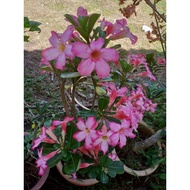 Anak pokok kemboja kampung / adenium plant