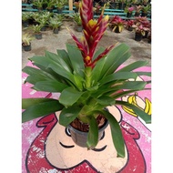 Bromeliad Guzmania/Bromeliad Plant