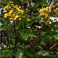 ANOR -Anak pokok Johar/juhar /juar/ khae-lek - Senna siamea