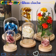 APPORTUNIA Glass cloche Plants Home Decor Transparent Bottle Glass Vase Jar Flower Storage box