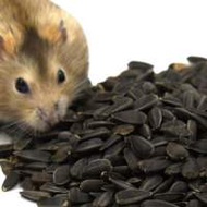 全新 倉鼠 零食 瓜子 Hamster Food Melon Seeds 30g