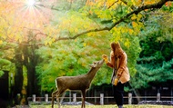 Kyoto Nara 9-person small group tour - Kiyomizu-dera Temple & Fushimi Inari Taisha Shrine & Nara Par