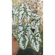 Caladium rare species / Indoor Plant / Real Live Plant / Office Plant / House &amp; Garden