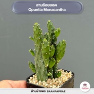 รวมโอพันเทีย หูกระต่าย Mix Opuntia worthia หลายสายพันธุ์ ส่งทั้งกระถาง cactus&amp;succulent