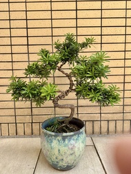 清位放售金鑽羅漢松
