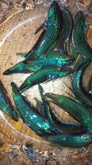 ปลากัดป่าภาคอีสาน Fish betta ปลากัด เลือกขนาดได้ เล็ก กลาง ใหญ่