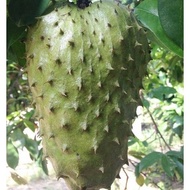 2 pcs benih buah durian belanda/soursoup seed/ sirsak benih buah murah sayur murah vege seed plant seed
