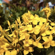 🌼Anak pokok Ixora Kuning jenis daun kecil (dalam polybag)