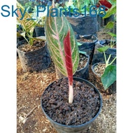 Anakan Aglonema Red sumatra