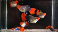 Guppy Tuxedo Koi Balon Short Body