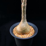 SG1452-垂直葡萄甕🔥多肉植物小盆栽禮物🔥