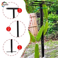 [chulisia] Dragon Fruit Trellis Adjustable Height Multifunctional Easy Installation Plant