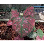 Keladi Yod Mung Kut Merah / Caladium Red Yod Mung Kut