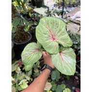 AB Nursery - Thai Hybrid Caladium Double Leaf / Keladi Thai