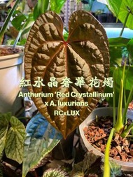 RCxLUX Anthurium ‘Red Crystallinum’ x A. luxurians 紅水晶x奢華花燭