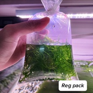Guppy grass Najas guadalupensis (Live aquatic plant freshwater plant Aquascape guppy shrimp)