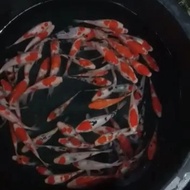 bibit ikan koi blitar berkualitas