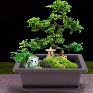 10 Packs Bonsai Training Pots with Tray Plastic Bonsai Plants Growing Pot for Garden Yard Living Roo