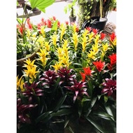 Guzmania ( red , yellow & purple star ) no flower spike yet