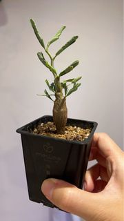 沙漠蘇木🌵🍀🌴 塊根 含羞草🌳