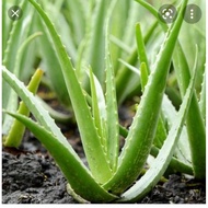 pokok ALOE VERA USA / LIDAH BUAYA USA