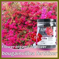 ✜ ⊕ ∇ bougainvillea fertilizer 500g fertilizer for bougainvillea