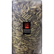 Dried Black Soldier Fly Larvae (300g to 1.5kg) - Koi Food, Arowana Food, Fish Food, Bird Food, Reptile Food