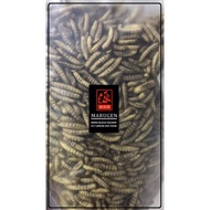 Dried Black Soldier Fly Larvae (300g to 1.5kg) - Koi Food, Arowana Food, Fish Food, Bird Food, Repti