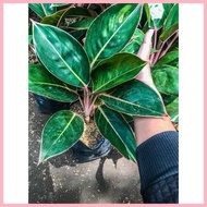 ▫ ∇ Aglaonema Pink Lipstick