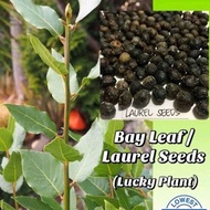 Bayleaf seeds easy sprout lucky plant 6-15seeds per pack orig1