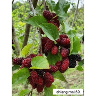 KKB Mulberry Chiang Mai 60, Thai Dwarf Everbearing Mulberry