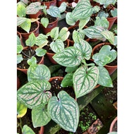 Caladium Pink White Plant - Fresh Gardening Indoor Plant Outdoor Plants for Home Garden