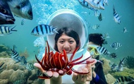 Tiket Sun World Hon Thom + Sea Walk atau Scuba Dive + Video/Foto