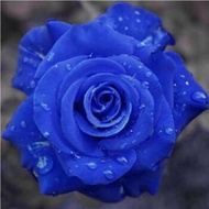 陽台室內四季易種活玫瑰花種子 盆栽花籽，品種：藍玫瑰