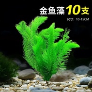 Goldfish Algae Living Aquatic Plants Landscaping Oxidation Purification Water Quality Fish Tank Back