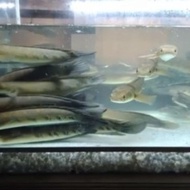 CHANNA 12-14 CM DAN 9-10CM MARU YELLOW SENTARUM (RED EYE ) CHANA YS I