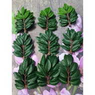 Combo of 3 bundles of genuine dandelion leaves