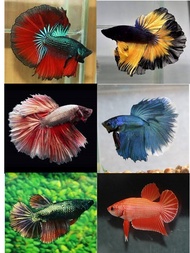 IKAN LAGA BETTA HALFMOON  / RANDOM PICK ( MALE/FEMALE )/ THAI HALFMOON BETTA / 2~3month fish , young ,healthy and active