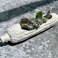 食肉計畫-玉米 多肉植物盆栽